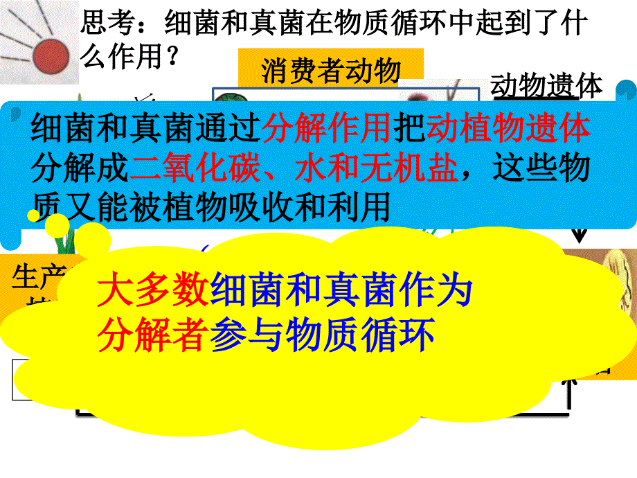 细菌和真菌在自然界中的作用-(2)课件_第4页