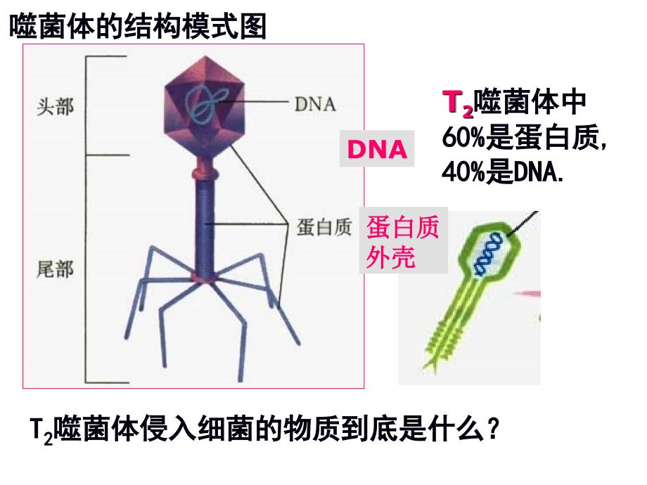 噬菌体侵染细菌的实验探究性上法_第3页