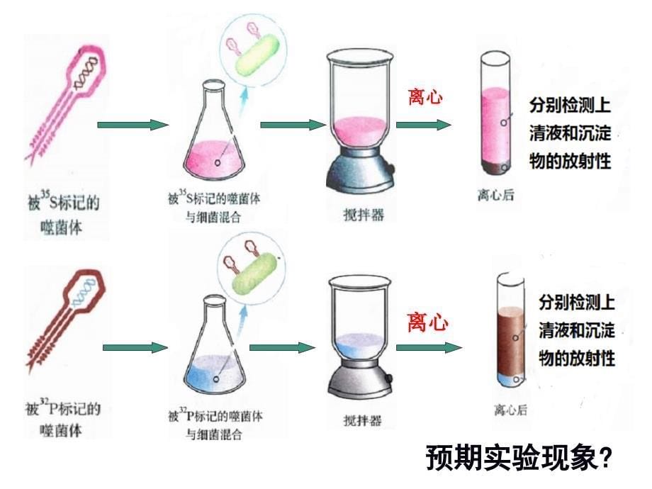 噬菌体侵染细菌的实验探究性上法_第5页