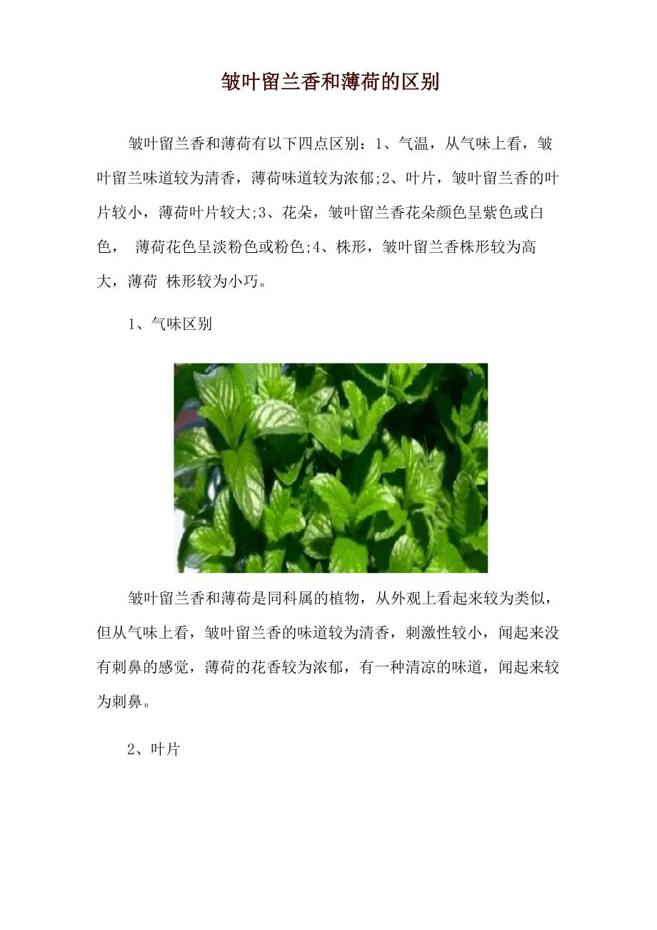 皱叶留兰香和薄荷的区别_第1页