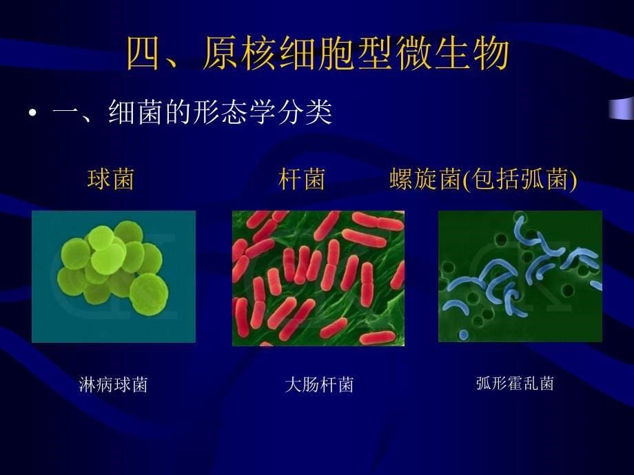 全国生物科奥赛-微生物_第5页