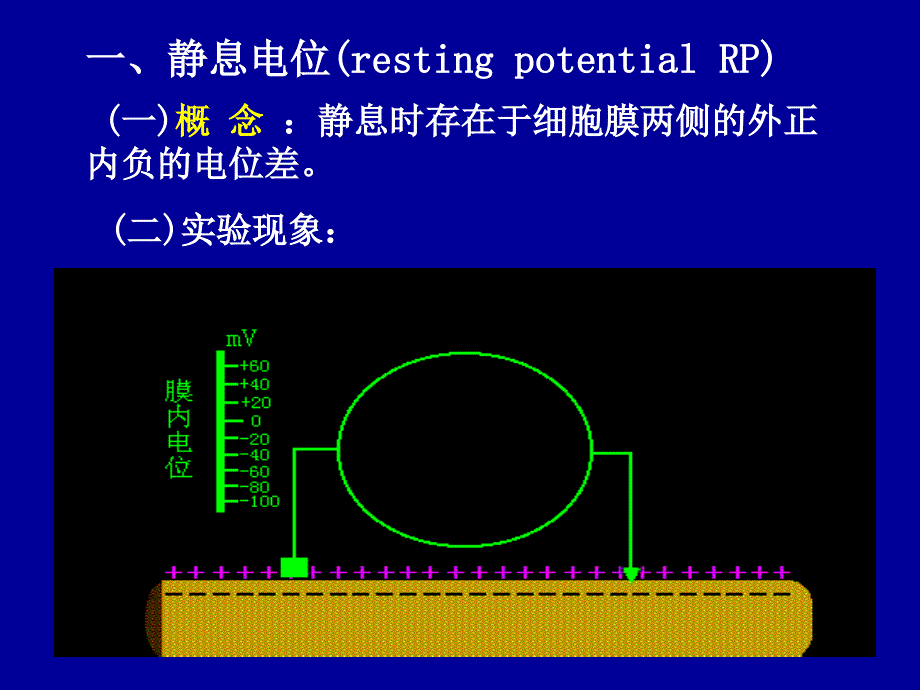 细胞的生物电现象PPT课件_第3页