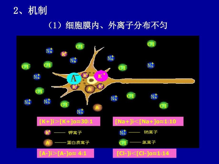 细胞的生物电现象PPT课件_第5页