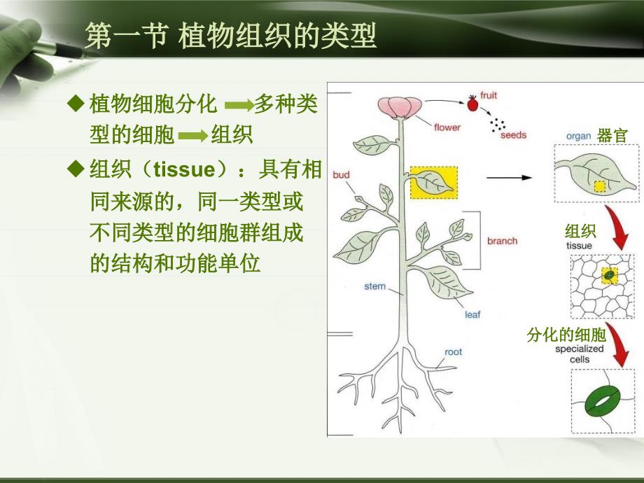 植物学-第三章 植物组织_第3页