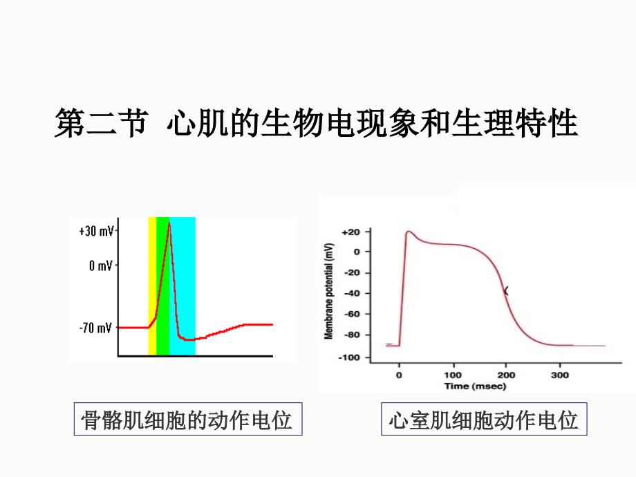 D4章 D2节心肌生物电PPT_第3页