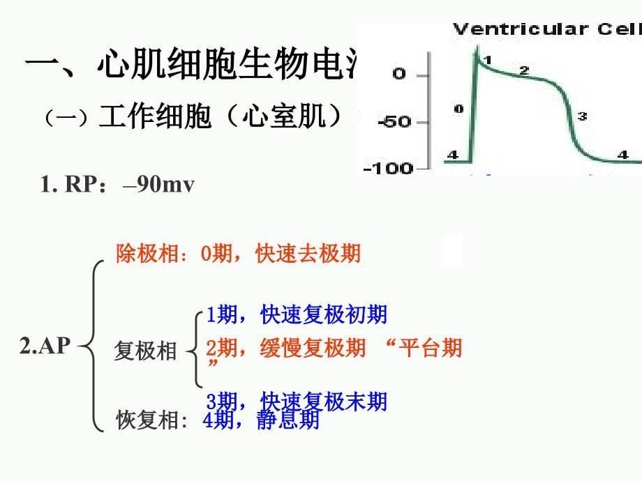 D4章 D2节心肌生物电PPT_第5页