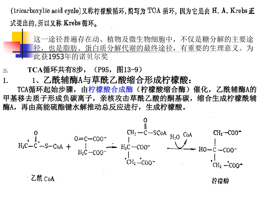 第三节糖的有氧氧化与三羧酸循环_第2页