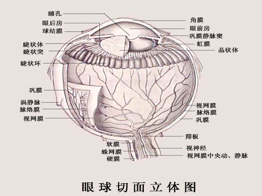 动物解剖与组织胚胎学第九章感觉器官课件_第3页