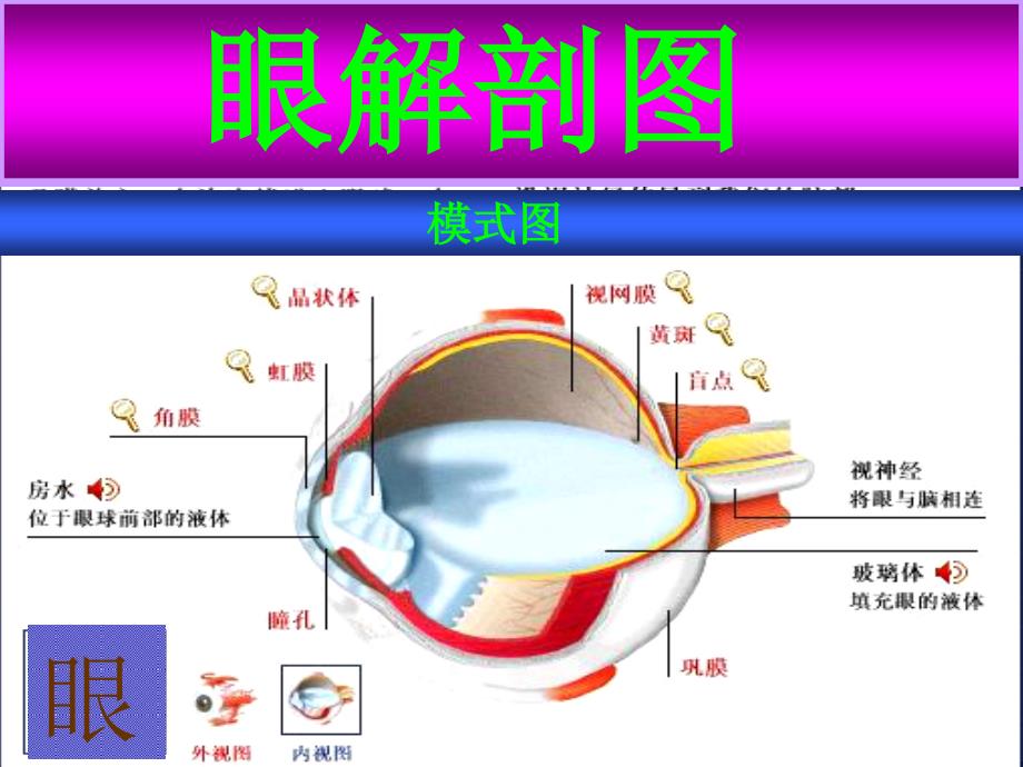 动物解剖与组织胚胎学第九章感觉器官课件_第4页