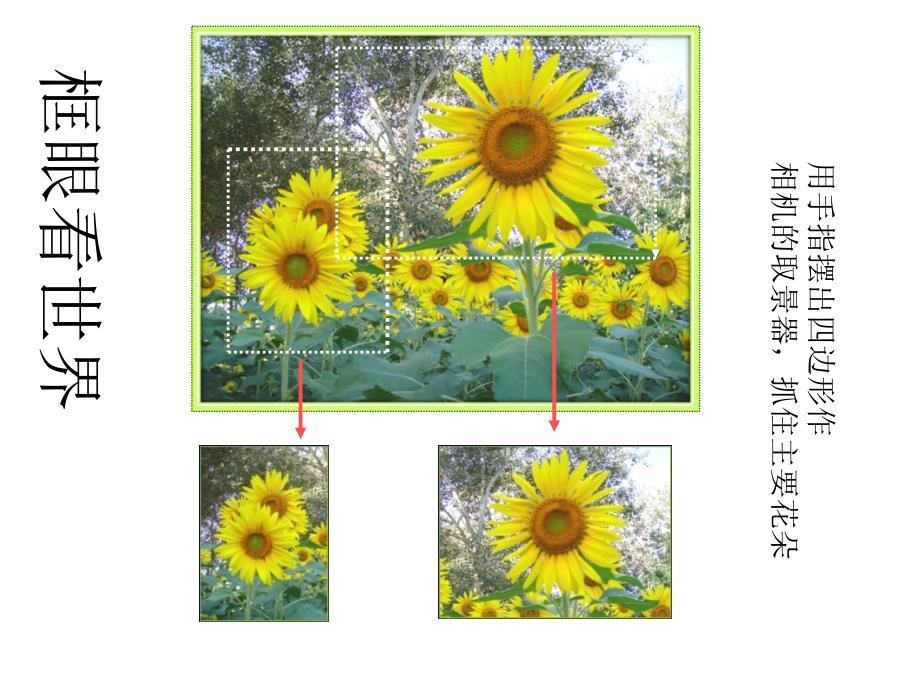 六年级上册美术《镜头里的花-》课件_第3页