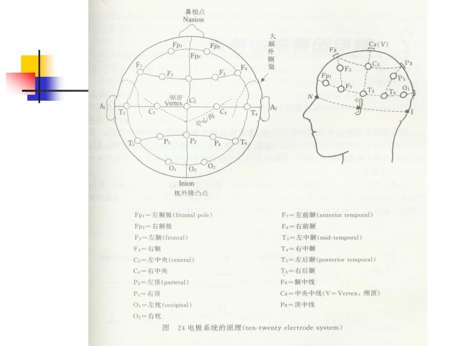 临床脑电图基础_第5页