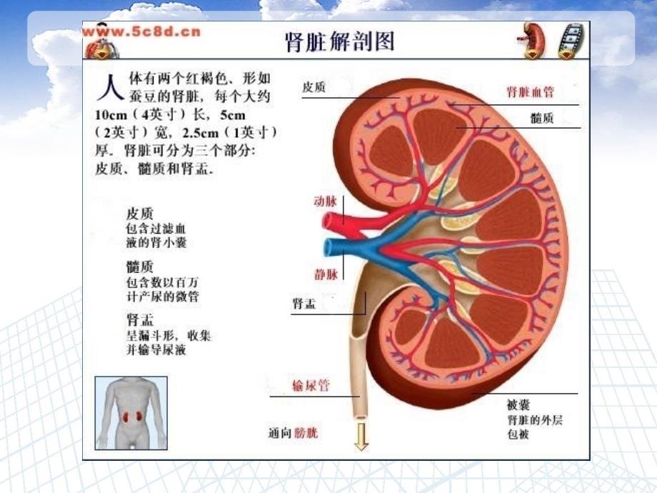 肾肿瘤的治疗与护理.ppt_第4页