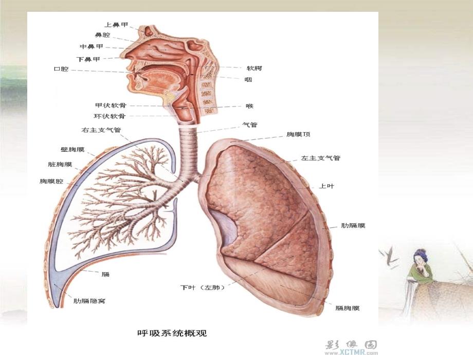 急性上呼吸道梗阻课件_第3页