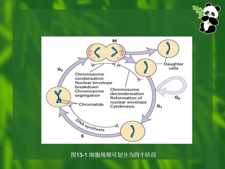 微核试验课件_第4页