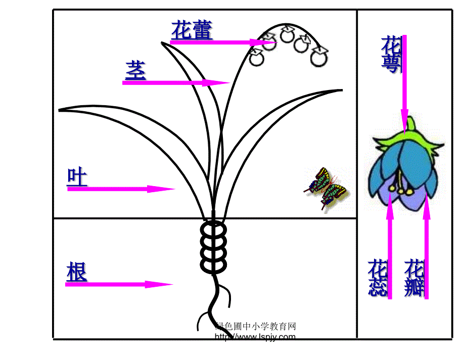 《茂密的花PPT课件》_第3页