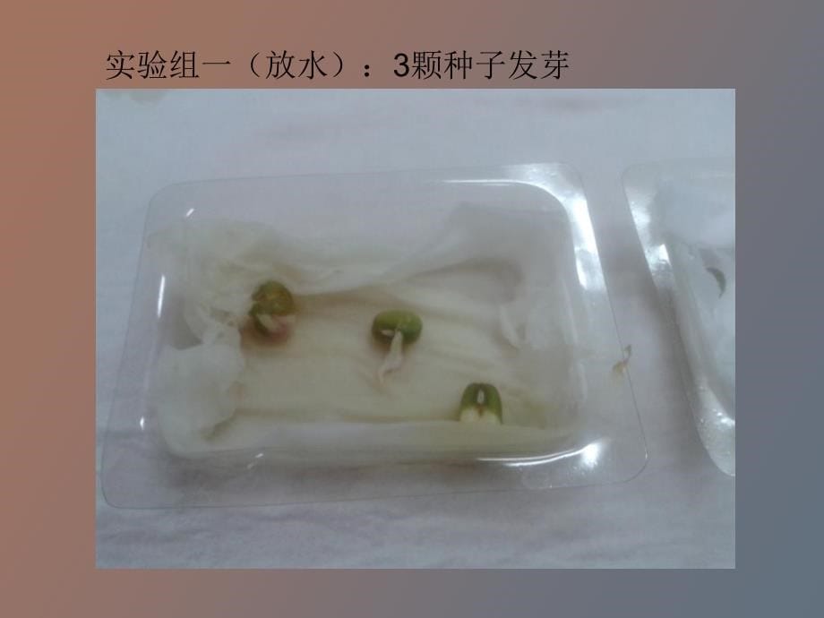 绿豆发芽观察记录_第5页