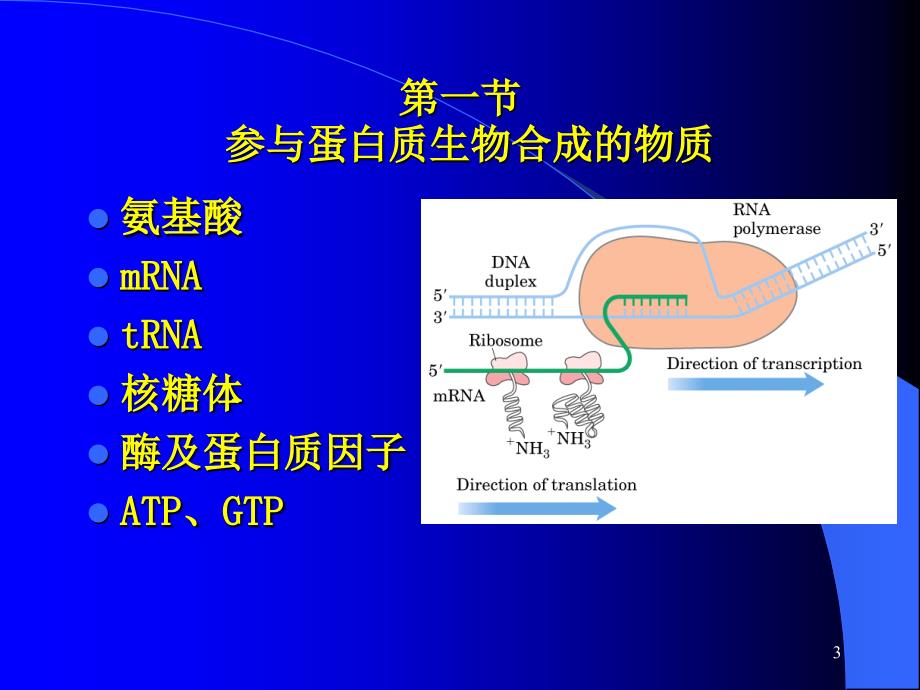 教学课件第十四章蛋白质的生物合成翻译translation_第3页