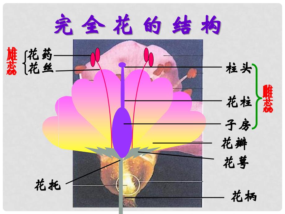 山东省临沭县第三初级中学八年级生物下册《711植物的生殖》课件 新人教版_第3页