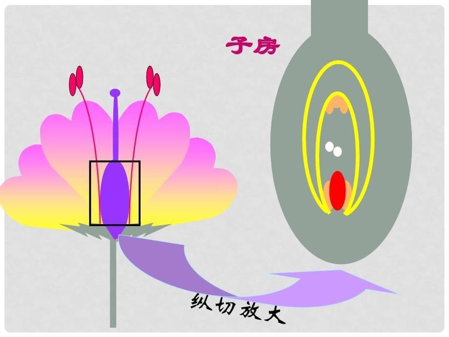 山东省临沭县第三初级中学八年级生物下册《711植物的生殖》课件 新人教版_第5页