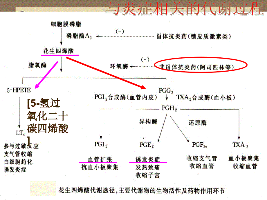 解热镇痛药和非甾体抗炎药课件_第3页