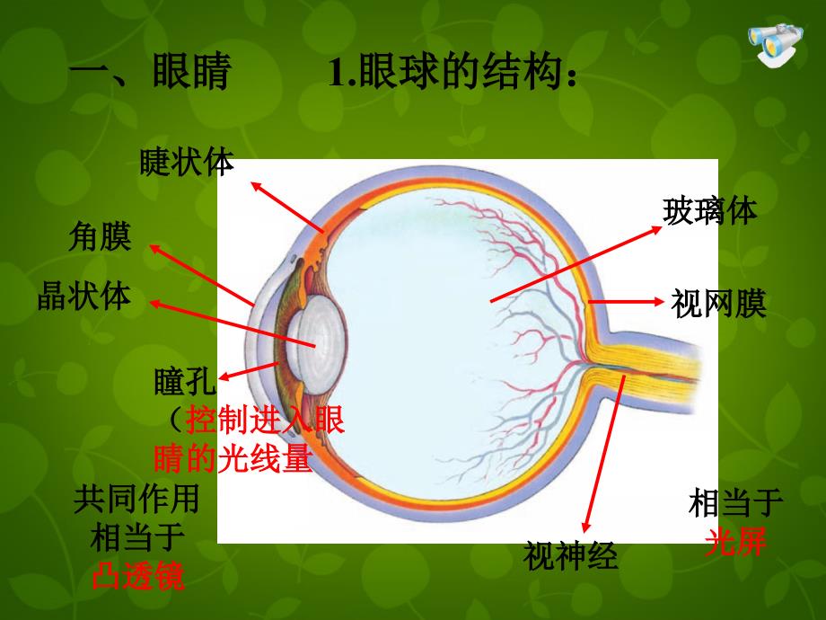 4名师课件八年级物理上册5.4眼睛和眼镜课件_第3页