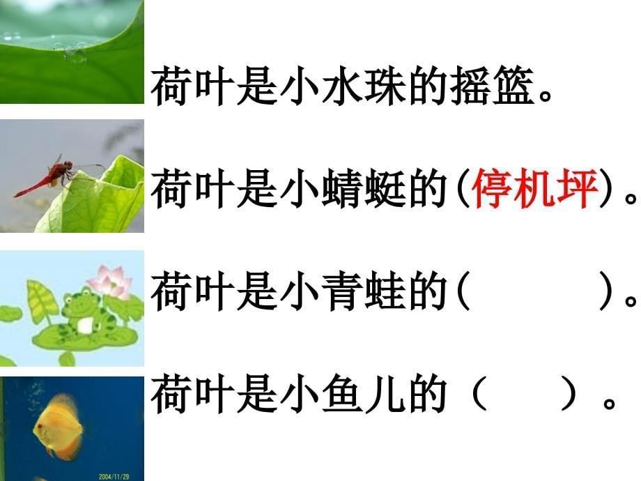 荷叶圆圆_公开课课件_第5页