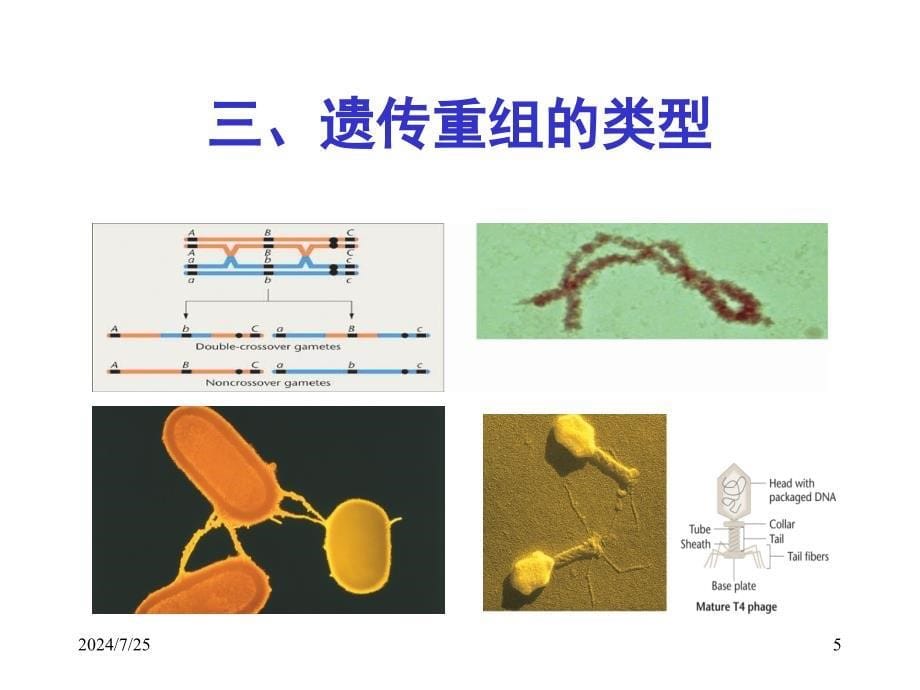 基因重组与转座ppt课件_第5页