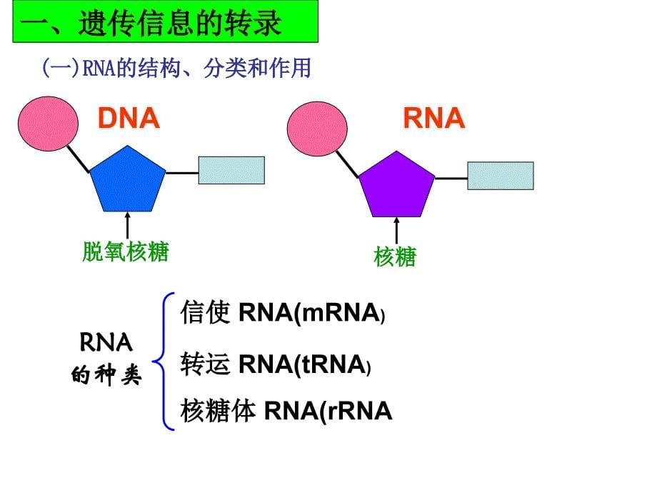 基因的表达ppt课件_第5页