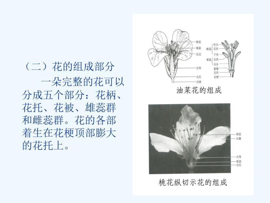 种子植物的生殖器官_第5页