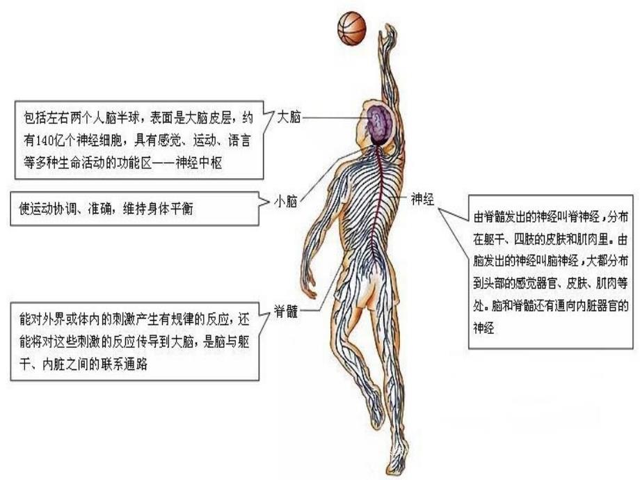 最新七年级生物下册62神经系统的组成课件人教版课件_第3页