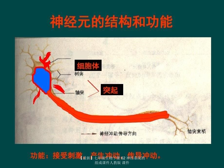 最新七年级生物下册62神经系统的组成课件人教版课件_第5页