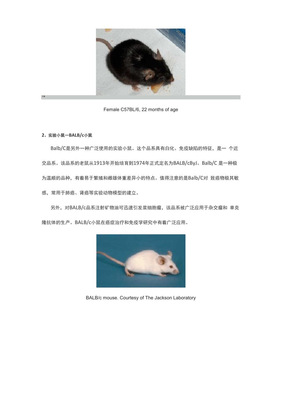 最常见的实验小鼠品系_第2页