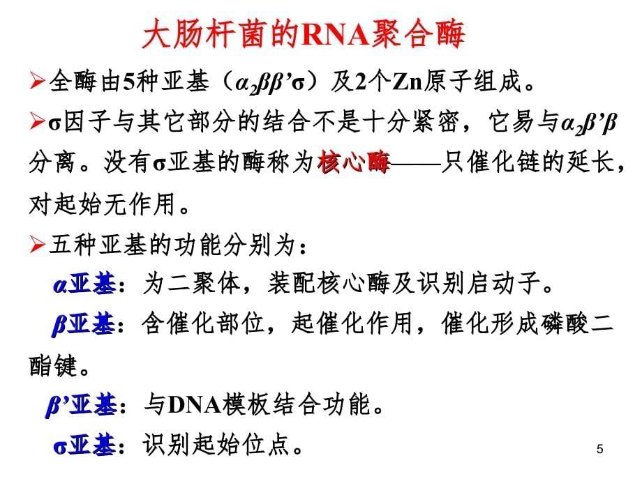 遗传信息的传递PPT课件_第5页