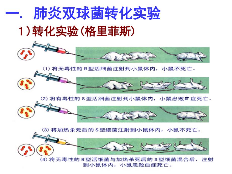 必修二第三章遗传的分子基础_第3页