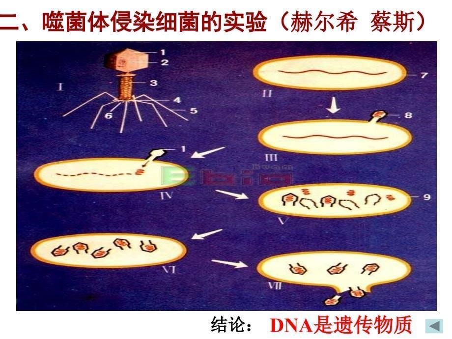 必修二第三章遗传的分子基础_第5页