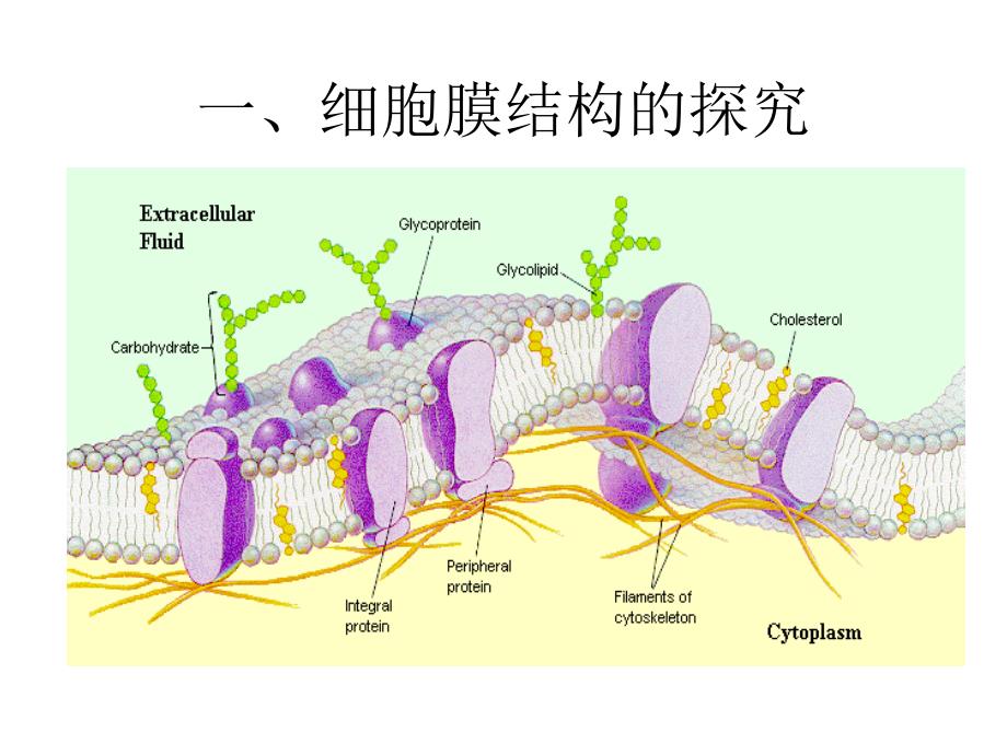 31细胞膜--系统边界课件（人教版）_第3页