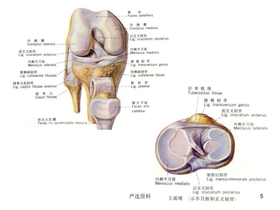 膝关节穿刺术（行业荟萃）_第5页