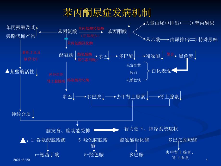 苯丙酮尿症课件_第4页