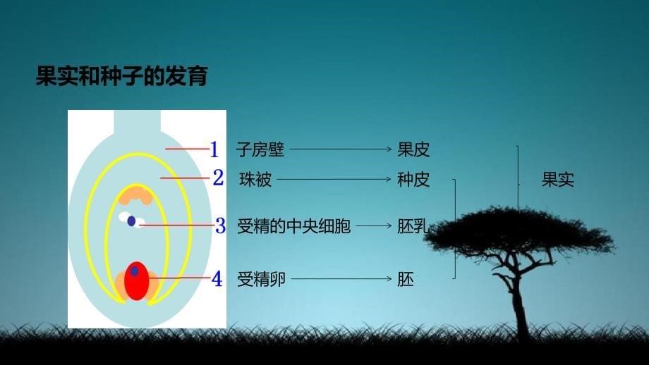 八年级生物上册第四单元物种的延续第一章绿色开花植物的一生第三节果实和种子的形成课件新版济南版_第5页