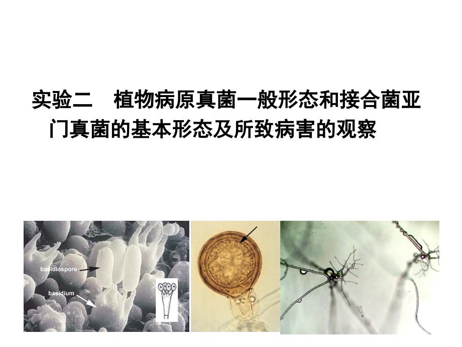 实验二植物病原真菌一般形态和接合菌亚门真菌的基本形态及所致病害的观察ppt课件_第1页