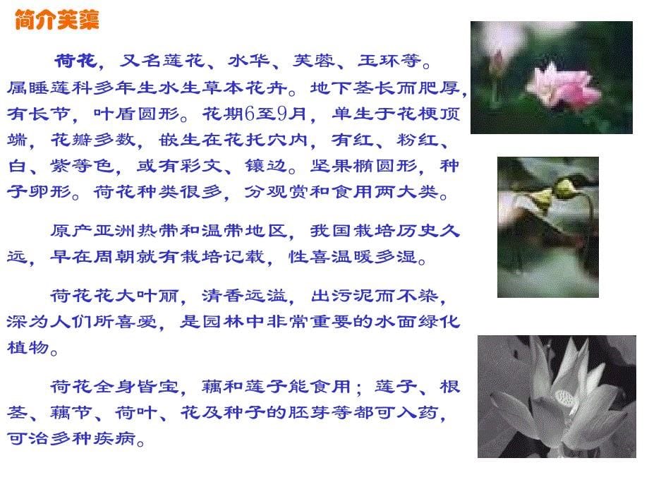 八年级语文芙蕖课件1_第5页