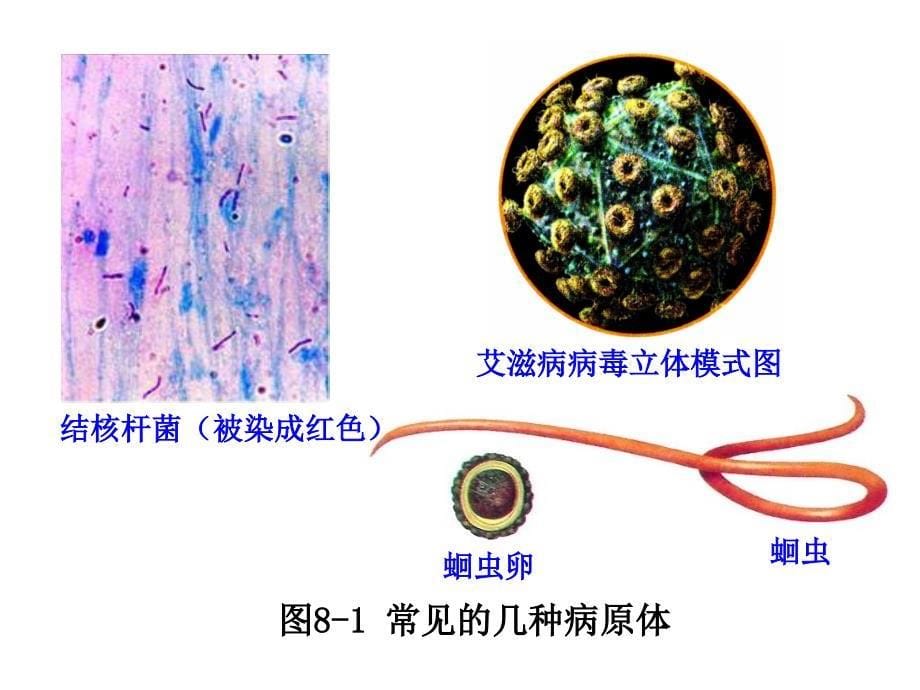 第一节传染病及其预防_第5页