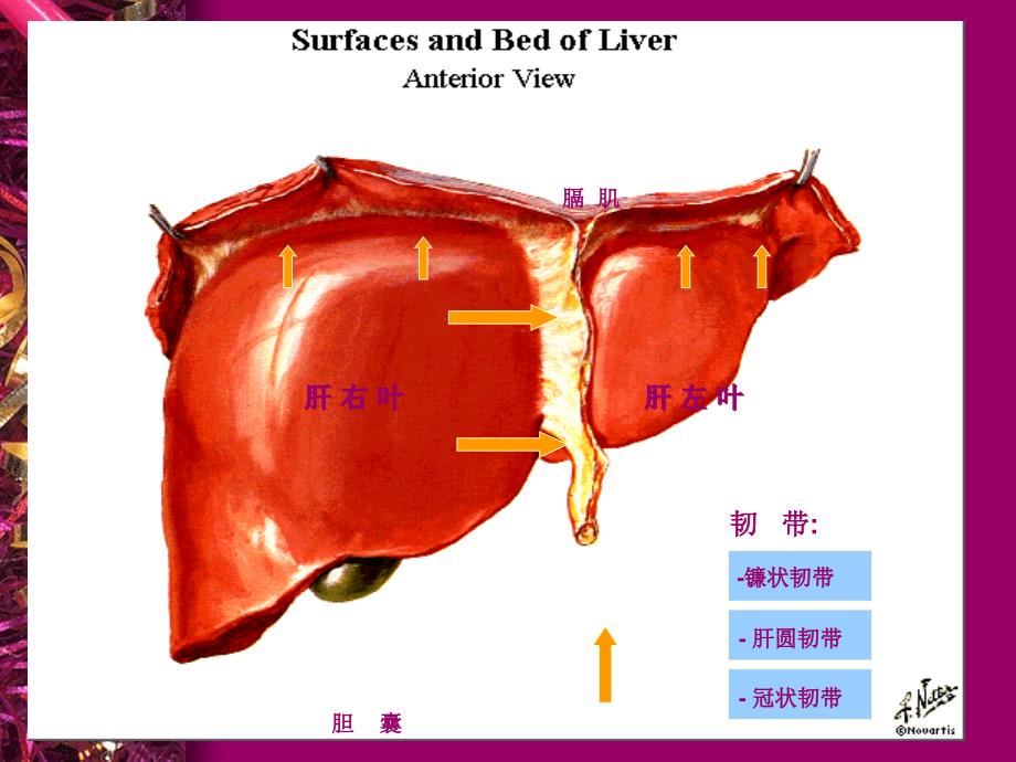 医学专题：消化系统(肝胆胰)-1_第2页