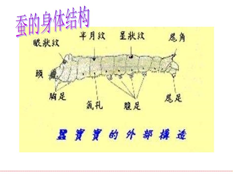 (苏教版)四年级科学下册课件-养蚕经验交流会_第3页