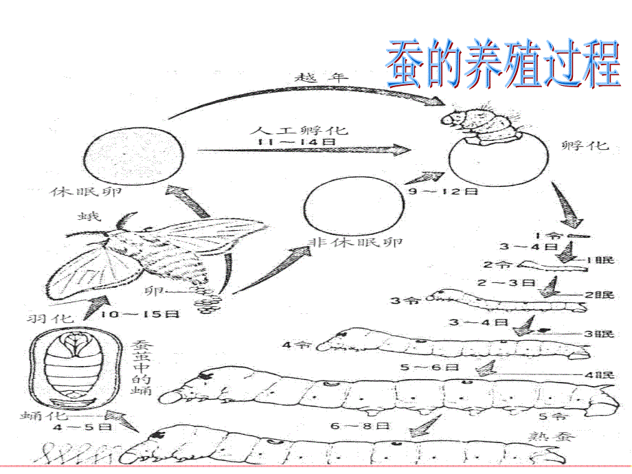 (苏教版)四年级科学下册课件-养蚕经验交流会_第4页