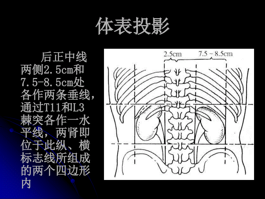 肾的局部解剖.ppt_第3页