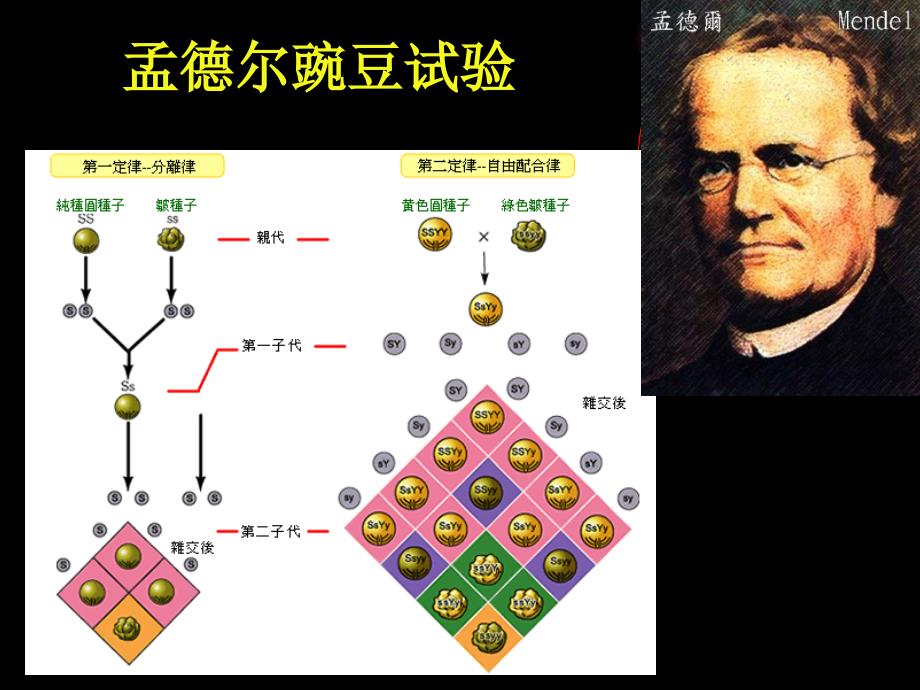 微生物遗传1文档资料_第3页