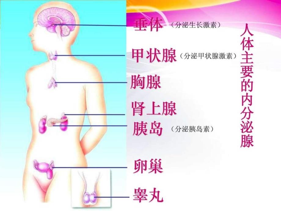 人体的激素调节ppt课件.ppt6_第2页