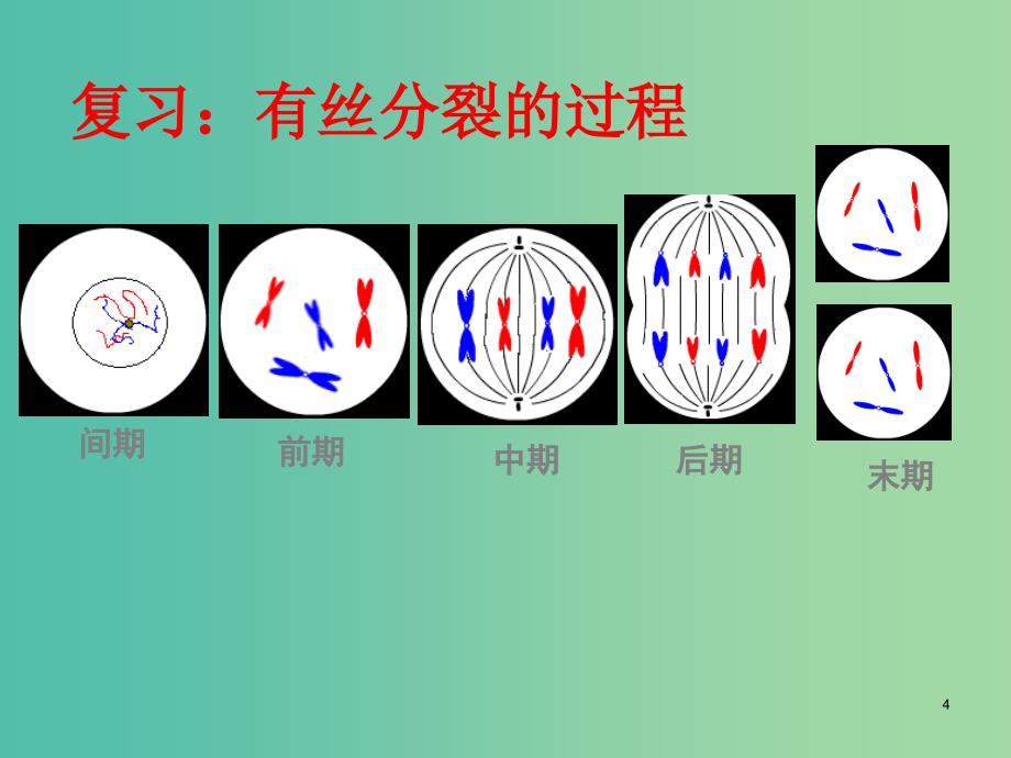 山东省日照市高中生物 第二章 基因和染色体的关系 2.1 减数分裂课件1 新人教版必修2.ppt_第4页