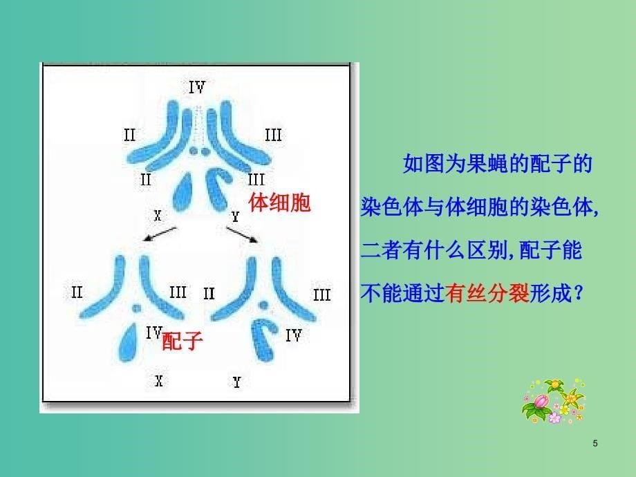 山东省日照市高中生物 第二章 基因和染色体的关系 2.1 减数分裂课件1 新人教版必修2.ppt_第5页